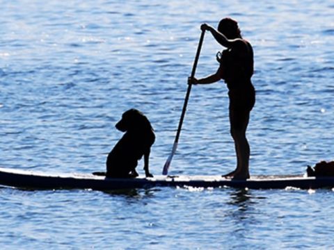 paddleboarding with dogs safely