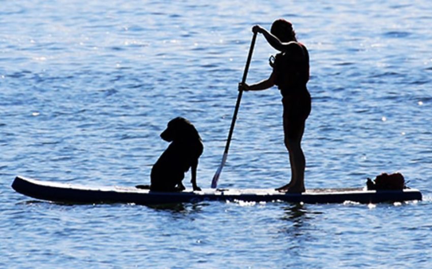 paddleboarding with dogs safely